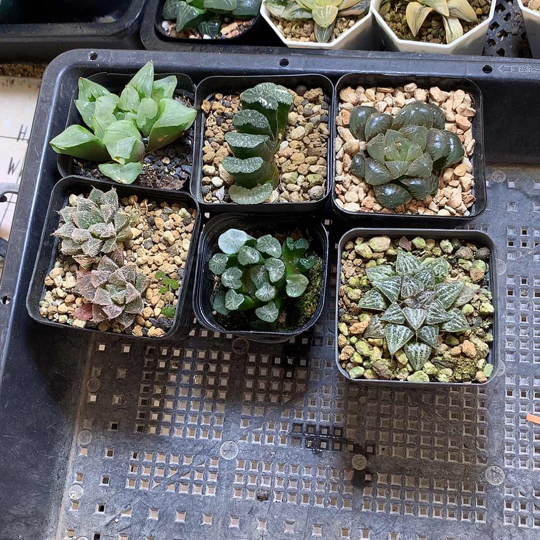 玉露寿daipenwooklolooooo