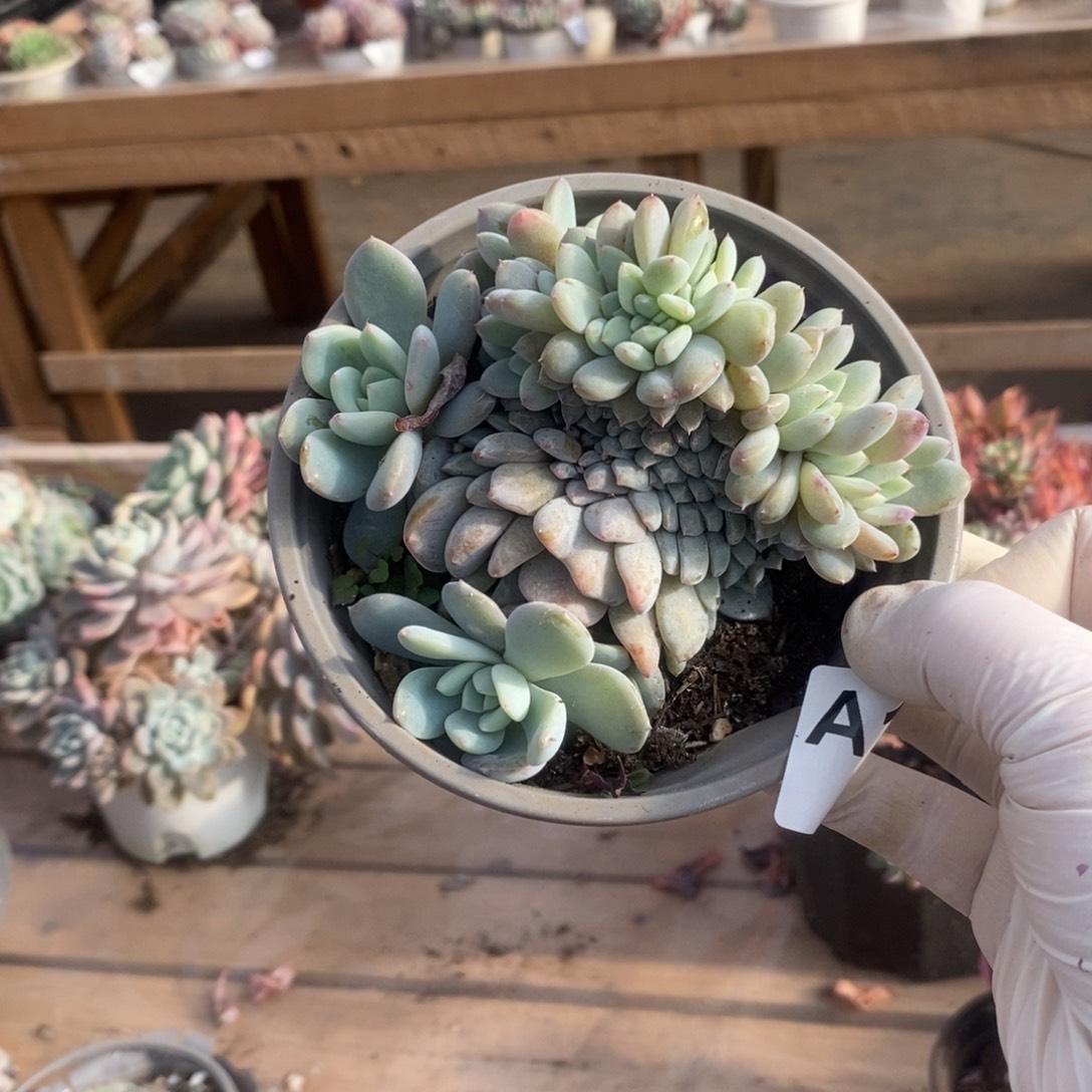 192全明星缀化一物一拍