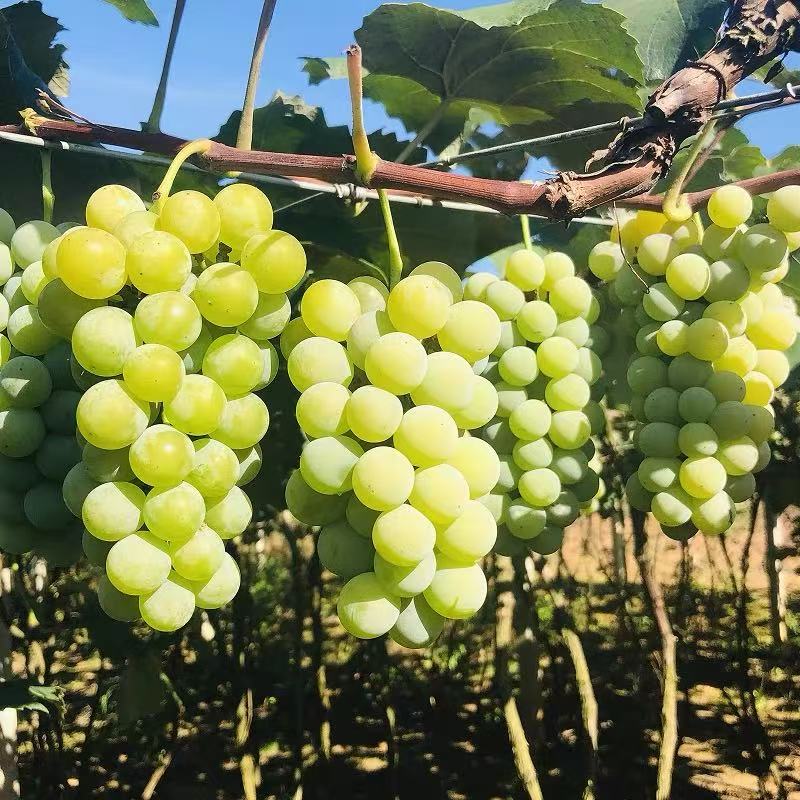 顺丰冷链 气调包装贵州高山水晶葡萄农家老品种新鲜应季孕妇水果