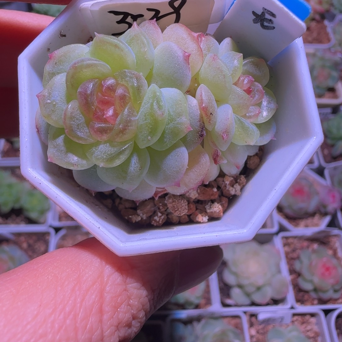 3-29付款无尽灯双头