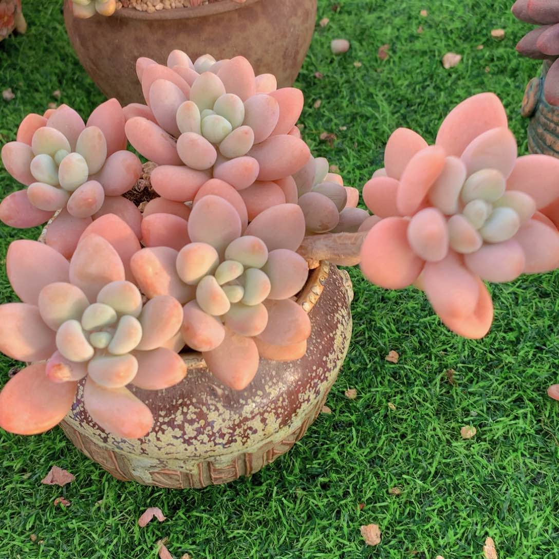 洛神13 公分一物一拍