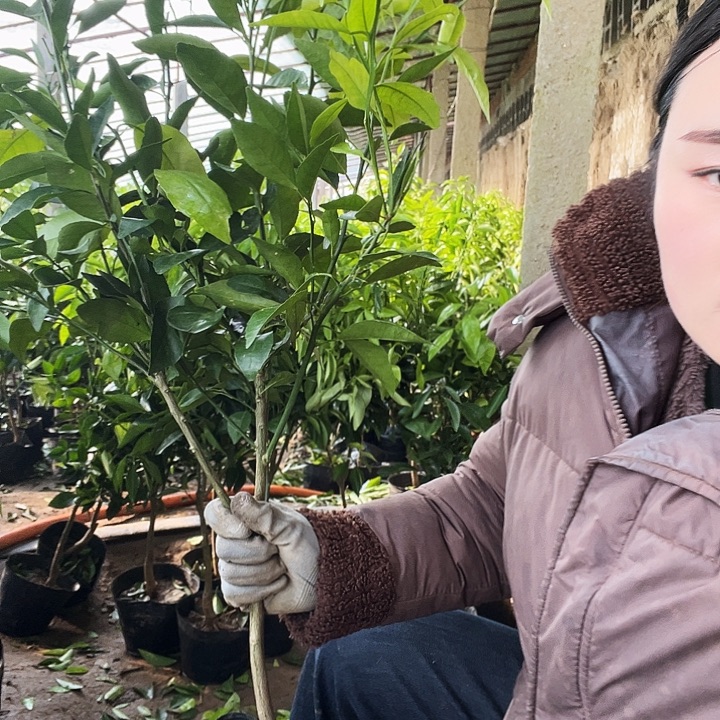 3884橘子树一组自拍