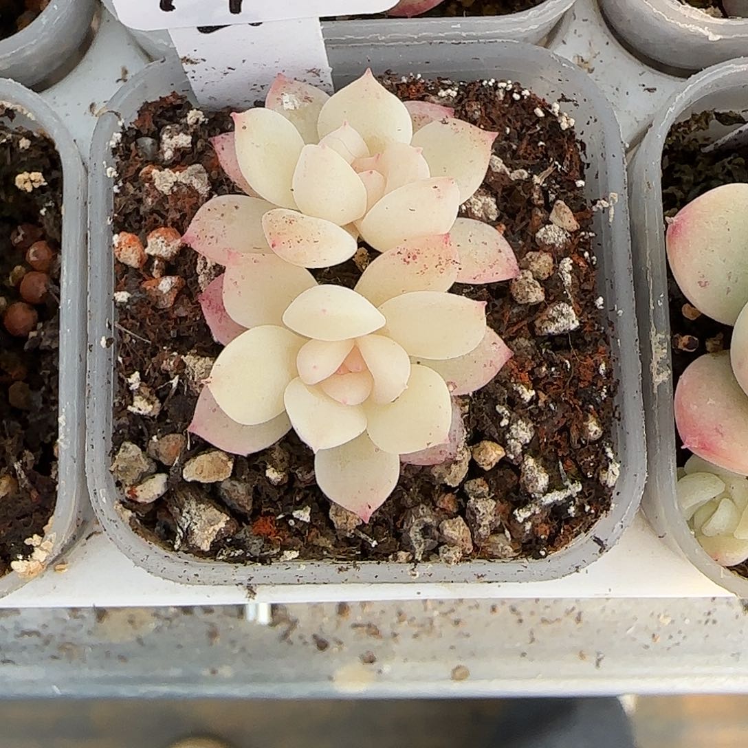 乔***74福利甜心云间双头