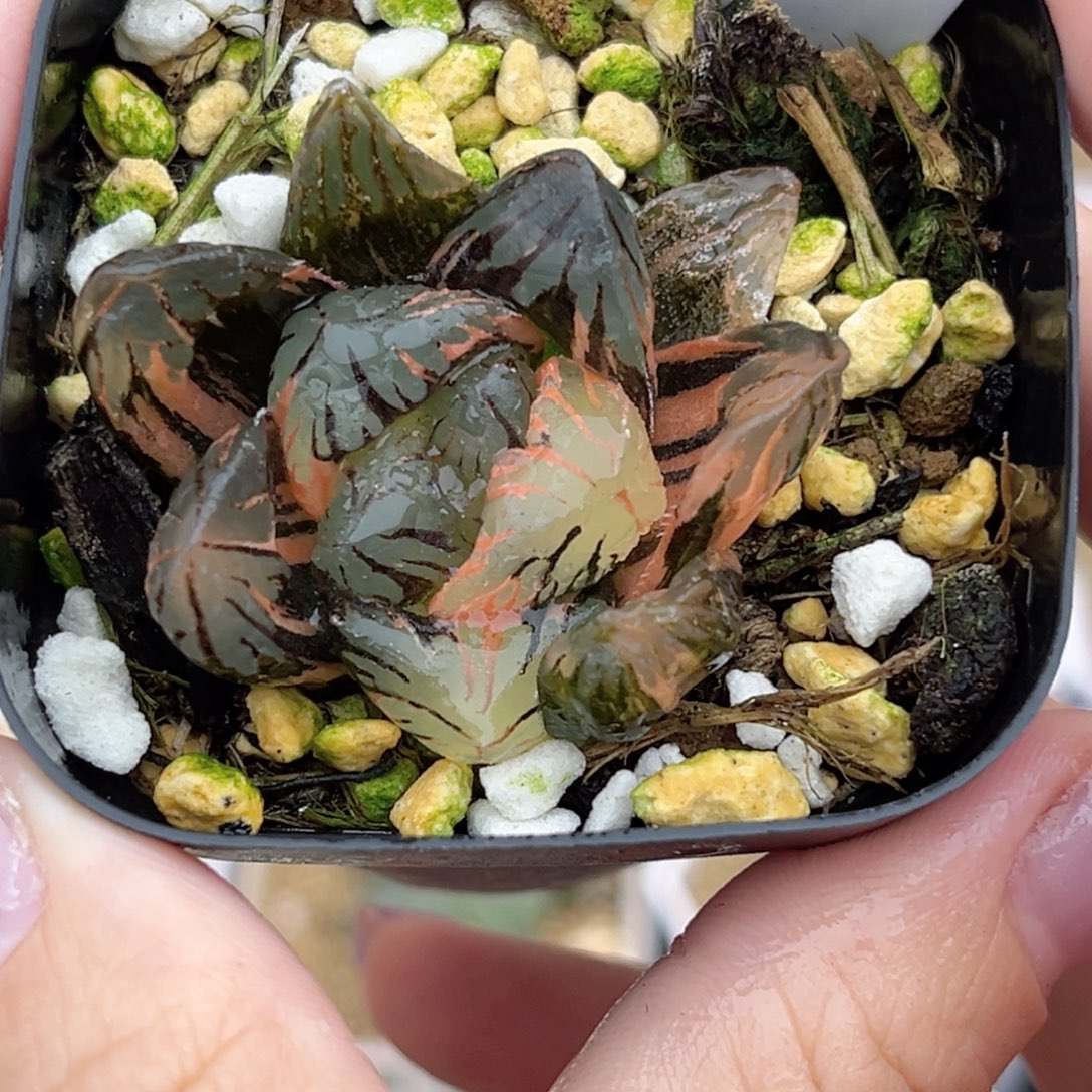24黑水晶玉露锦福利专场
