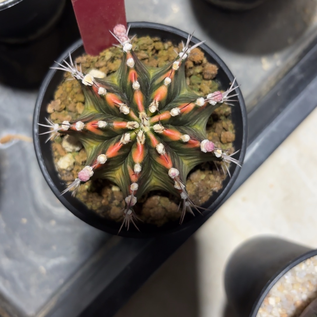 112-1227泰国发货多肉