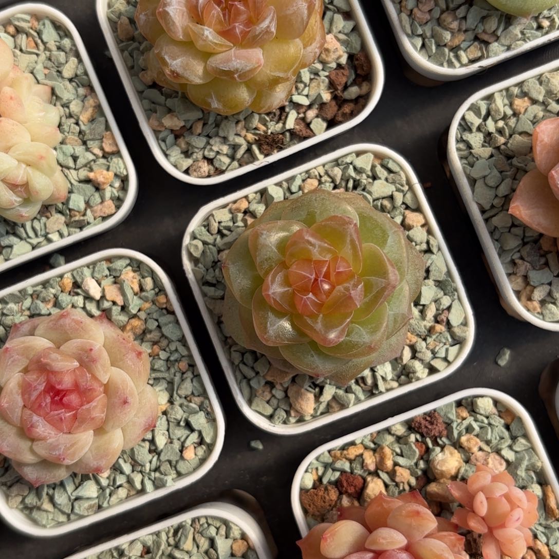 珍妮个体一物一拍