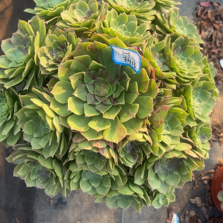 花月夜多肉法师不包损13