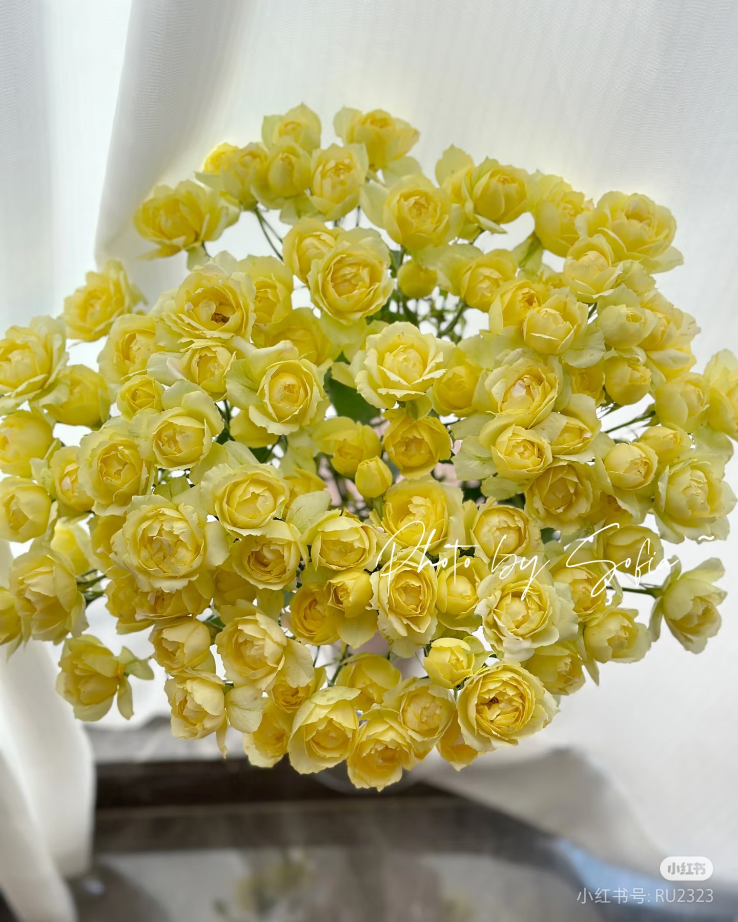 【俏夕阳】黄仙子 任三单顺丰空运包邮鲜切花10支装%20不售后