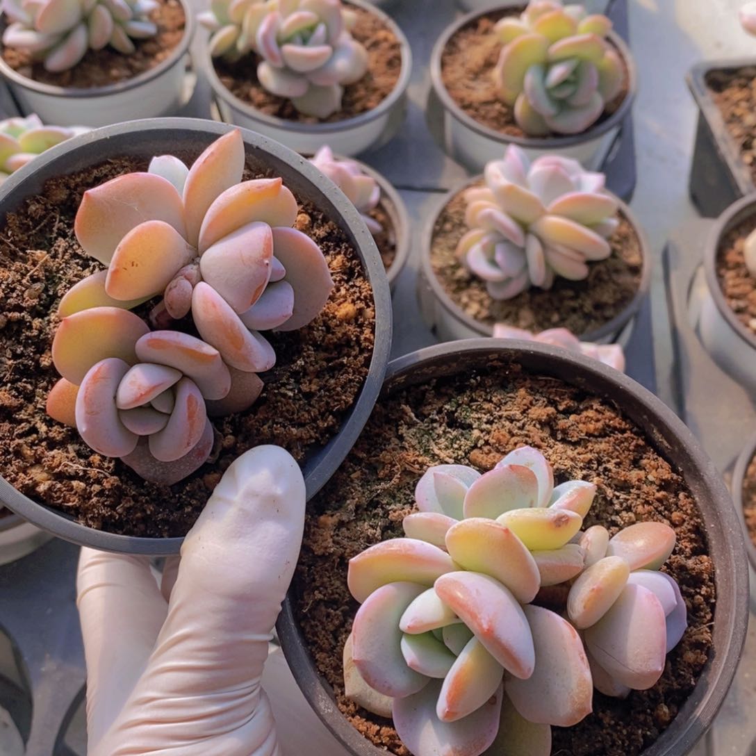 奶茶3头两颗福利55包邮。