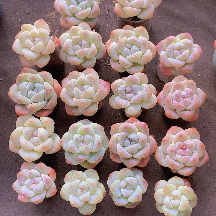 一物一拍，大福利18颗小精控单头冰玉