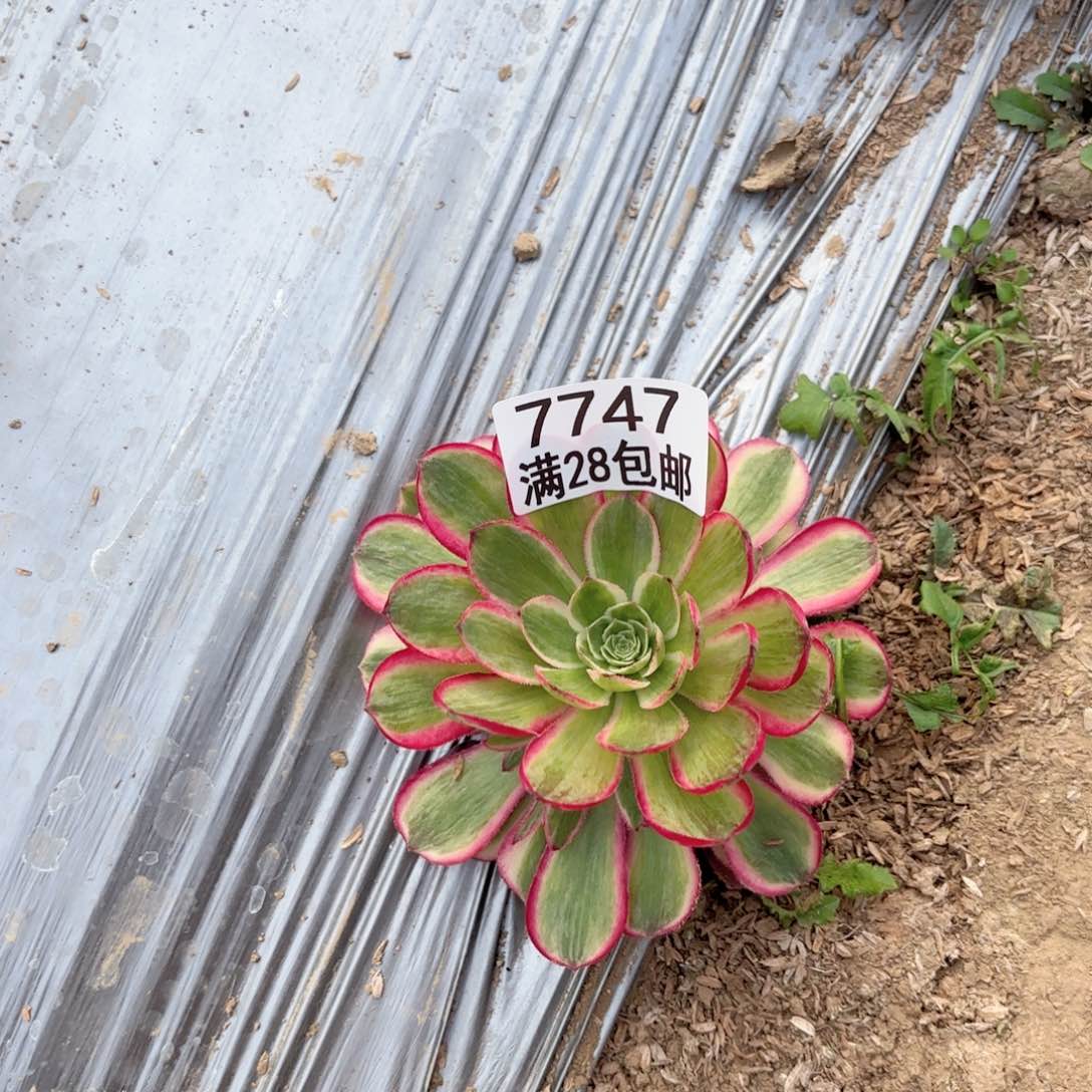 点****0O. 7747孔雀翎多肉