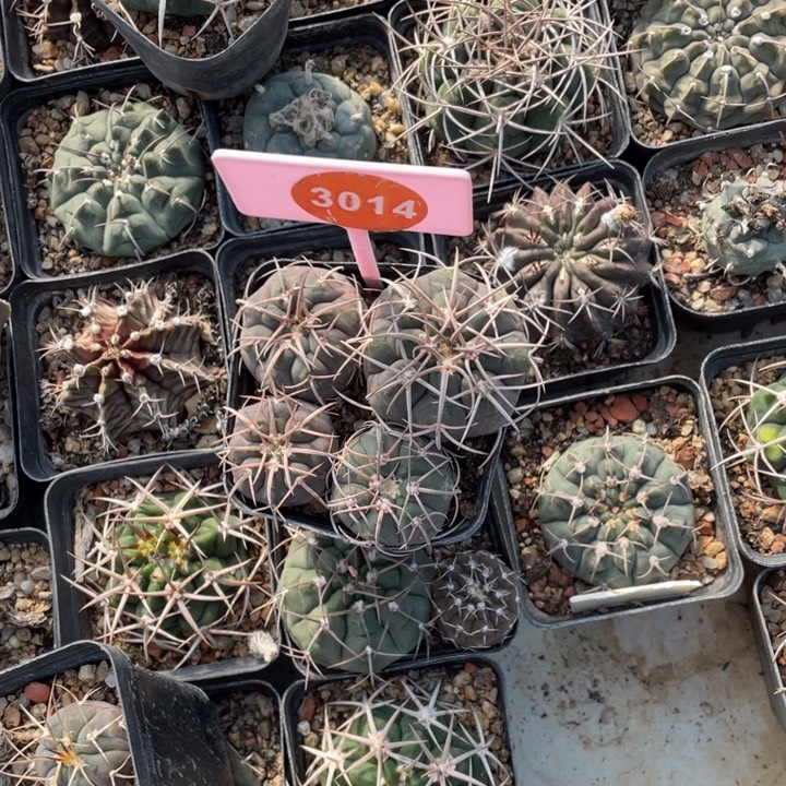 無***隐实生天平301400000