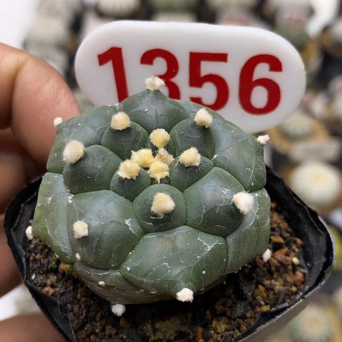 1356龟甲福利特价咯打