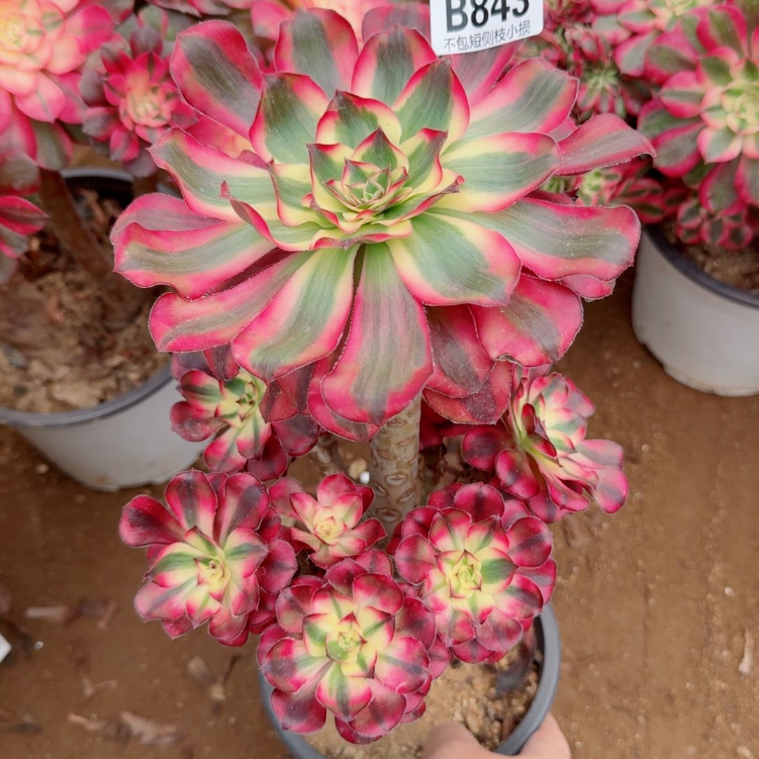 断枝巫毒锦特价843号