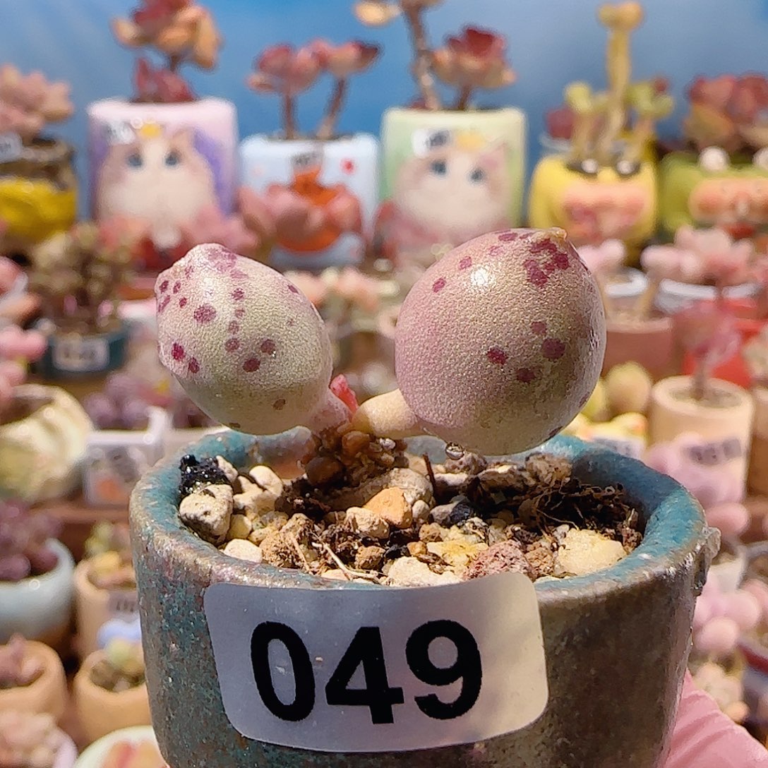 肥肥粉海豹 盆口3cm