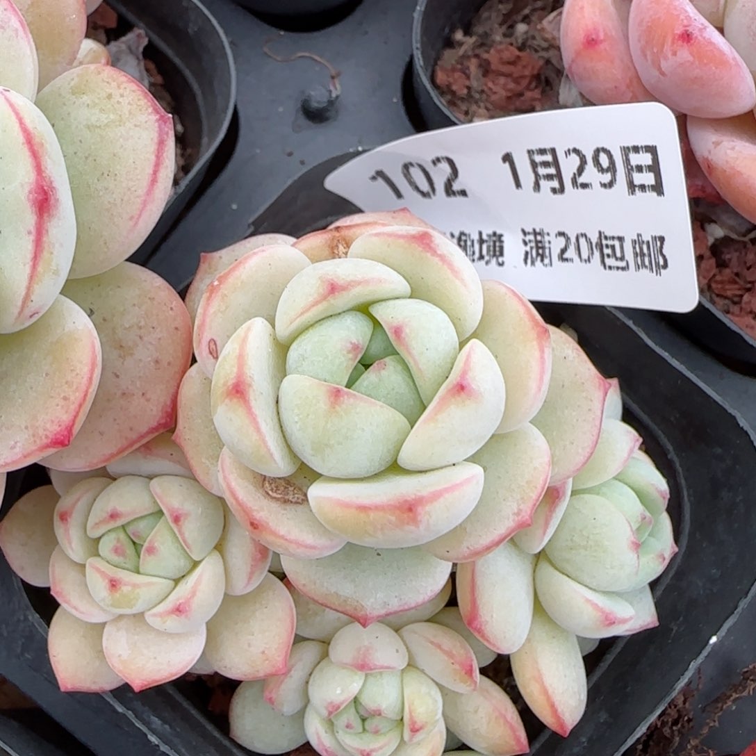 花语逸镜0129-108