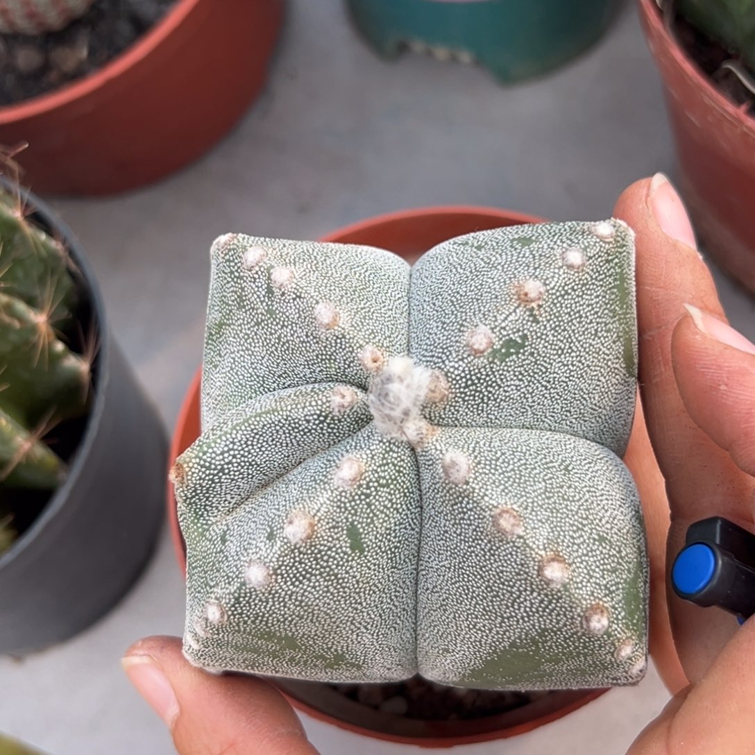 依***甜零零落落 零零落落