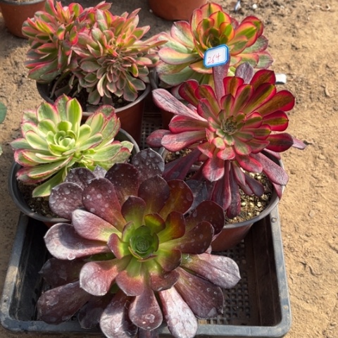 264多肉植物组合