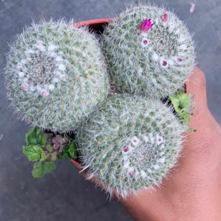 奕***澪优惠优惠玉翁三头整群