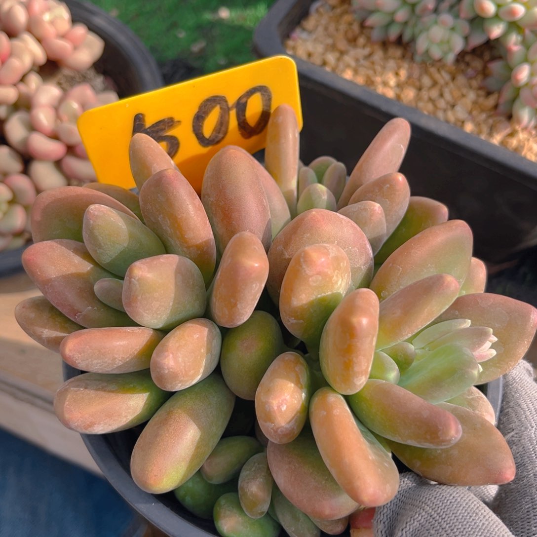 芒果奶88885888888