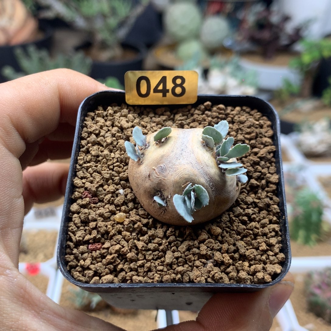 产地格加厚敦菊母本多肉带盆048