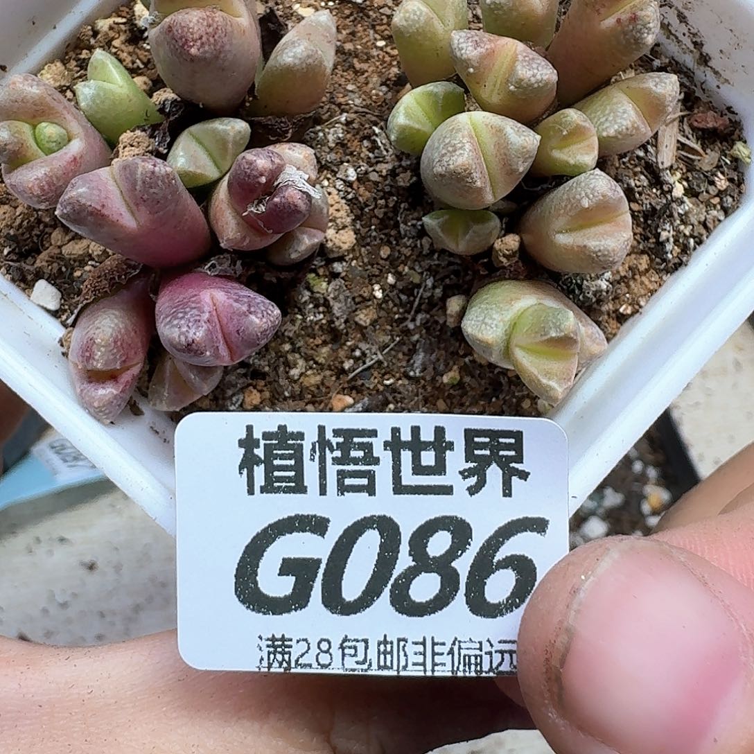 多肉植物的人生fg