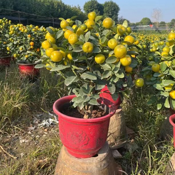 金蛋大果脆皮金桔果树苗