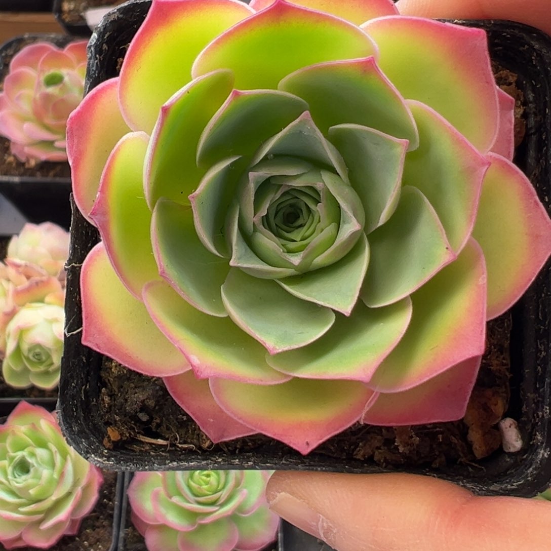 98号魅影小号—山地玫瑰