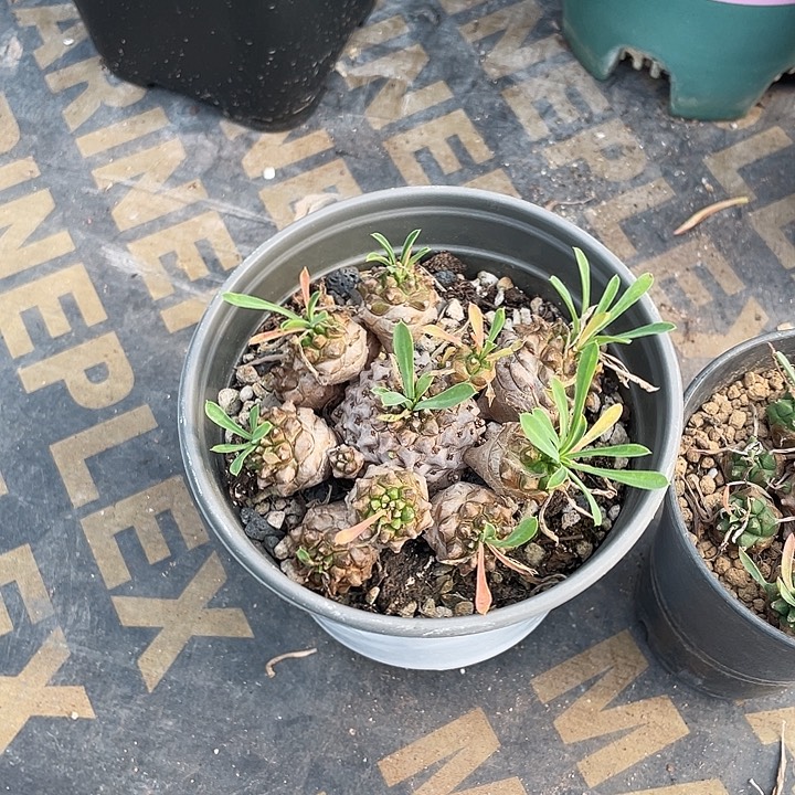 744大盆峨眉山多头