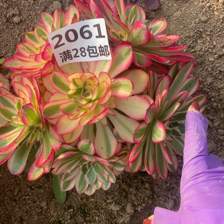 2061二号棚倾城多肉L