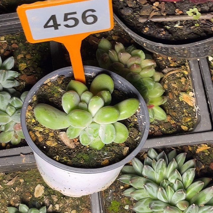 巧***店多肉植物库克群456