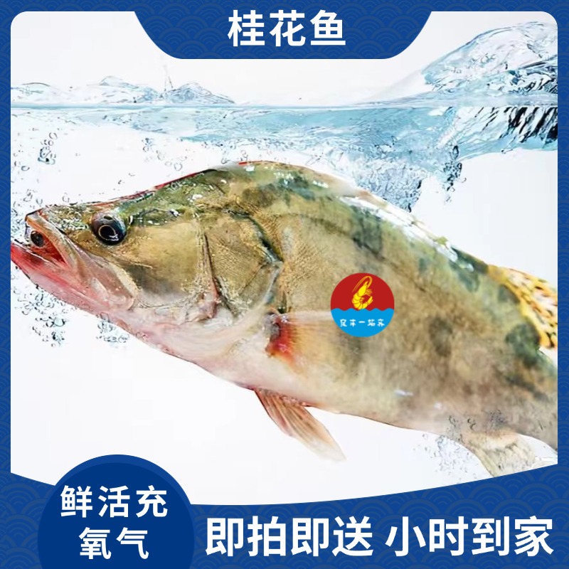 【桂鱼】约600-700g/只 默认打氧配送 小时到家 如需处理请备注 