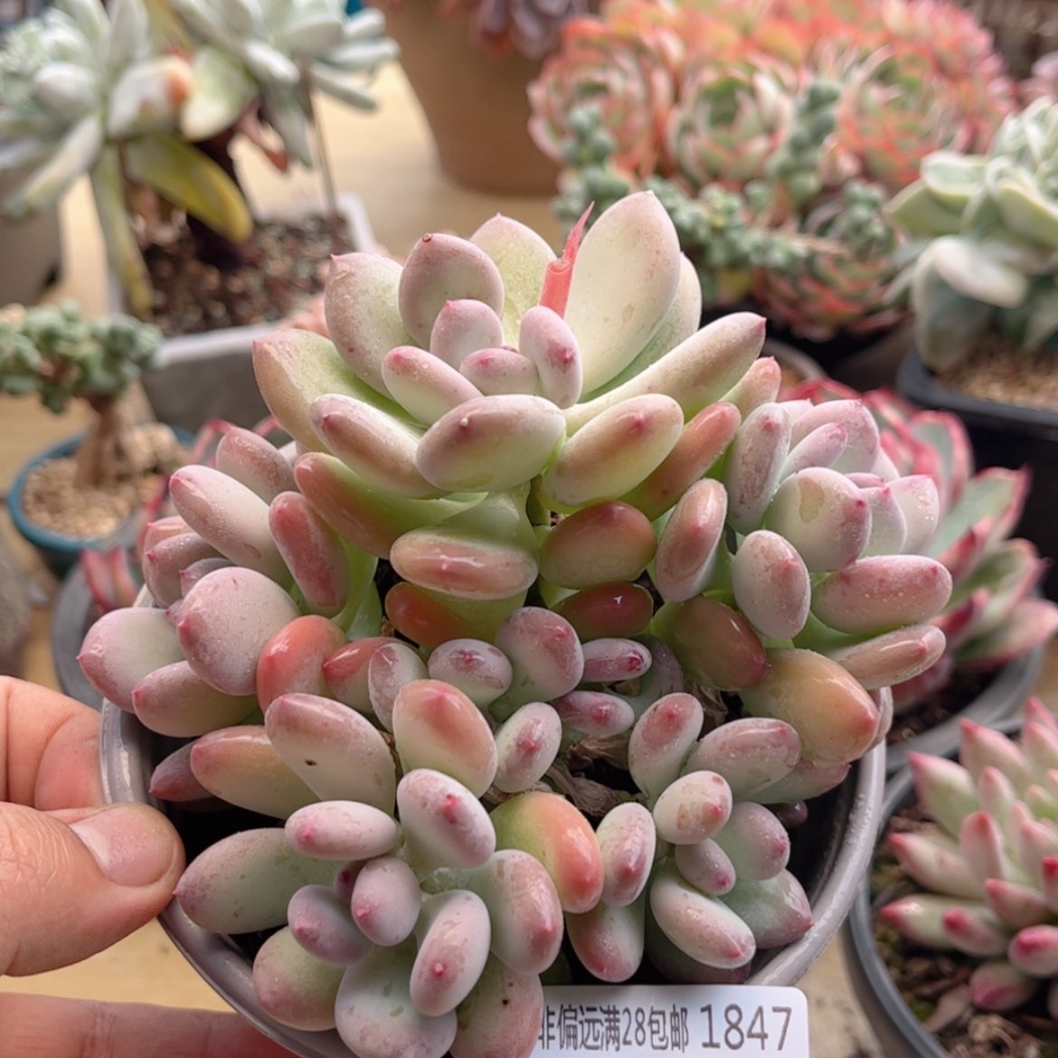 【闪购商品】1847三日月美人