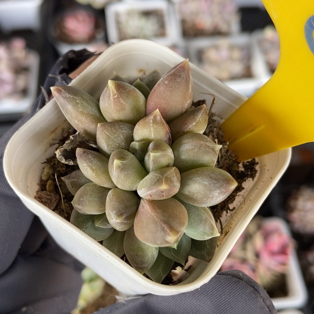 857重楼多肉植物保护