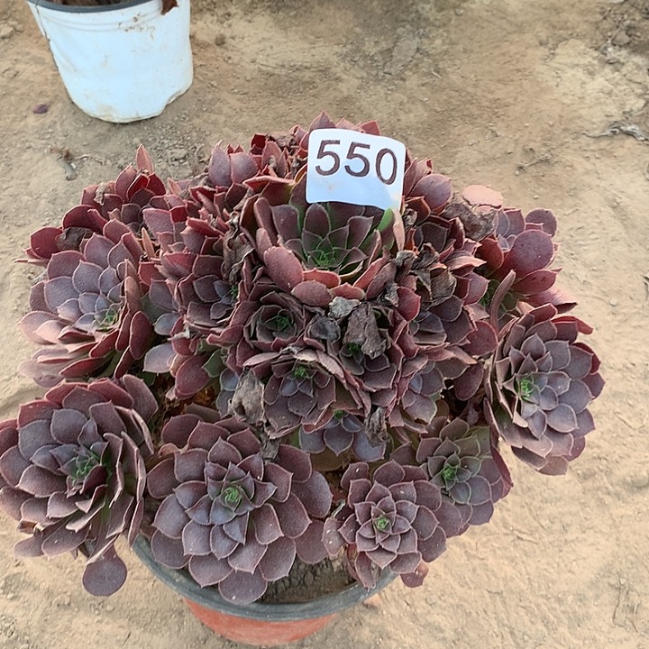 无花朵550荷兰玫瑰中
