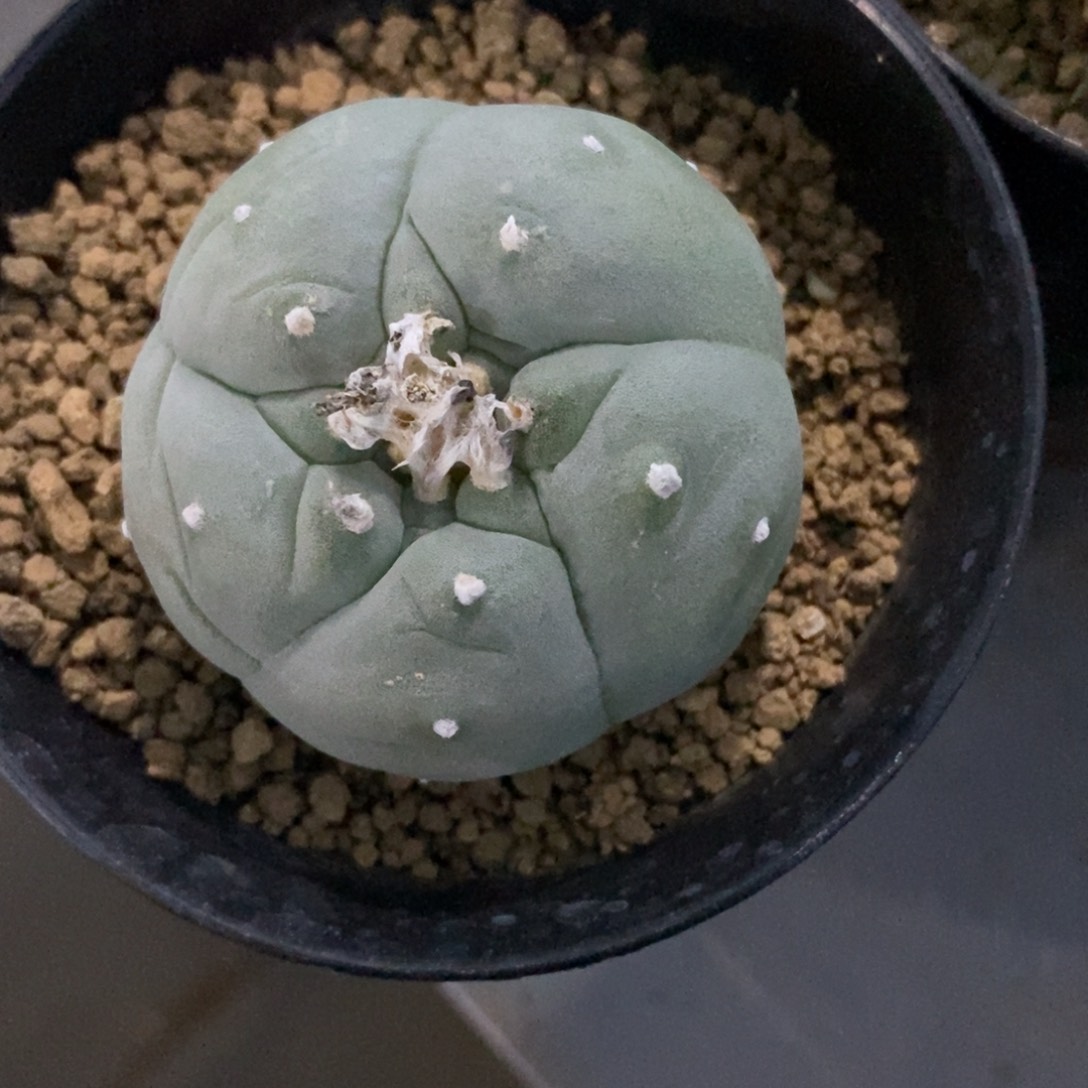 金***宴无刺仙人球开花了