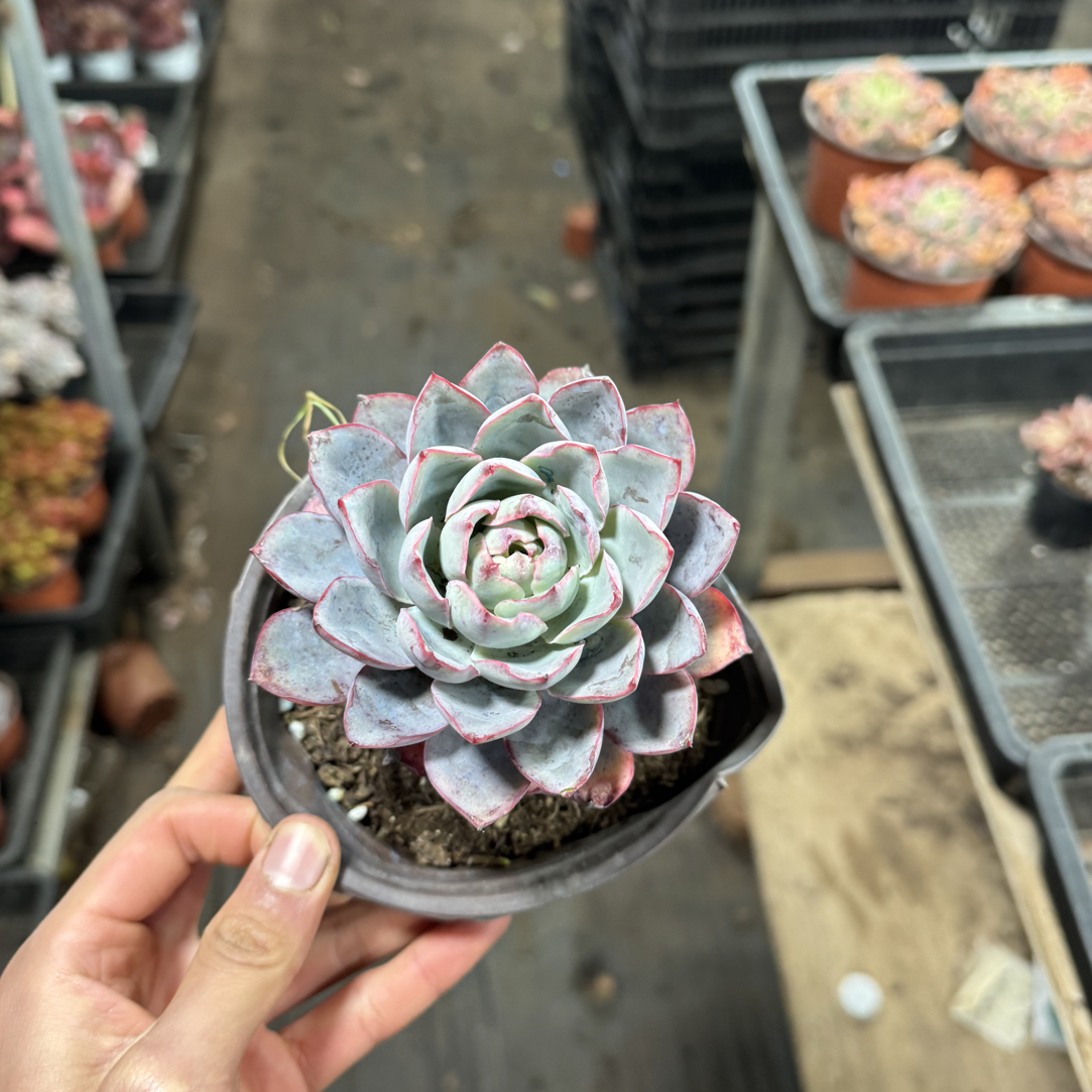  【任意两单包邮】赫拉阳台办公室庭院老桩盆栽多肉植物