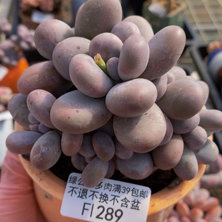 水光针奶酪10cm289多肉植物
