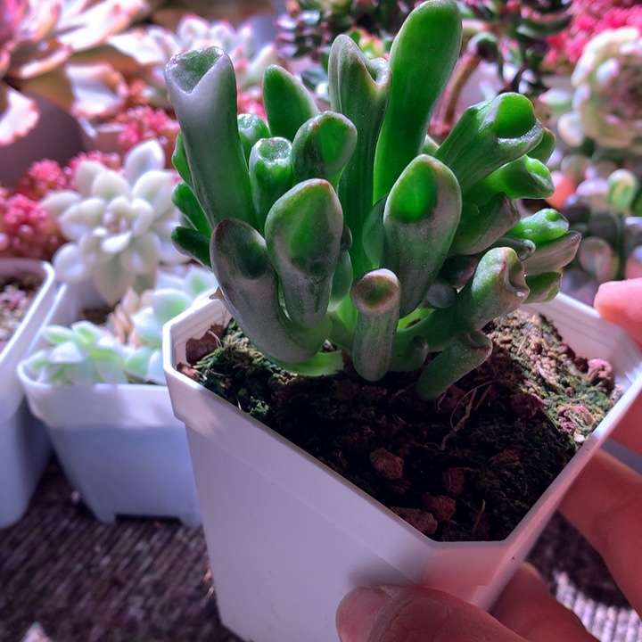 吸财树拉丝锦有根