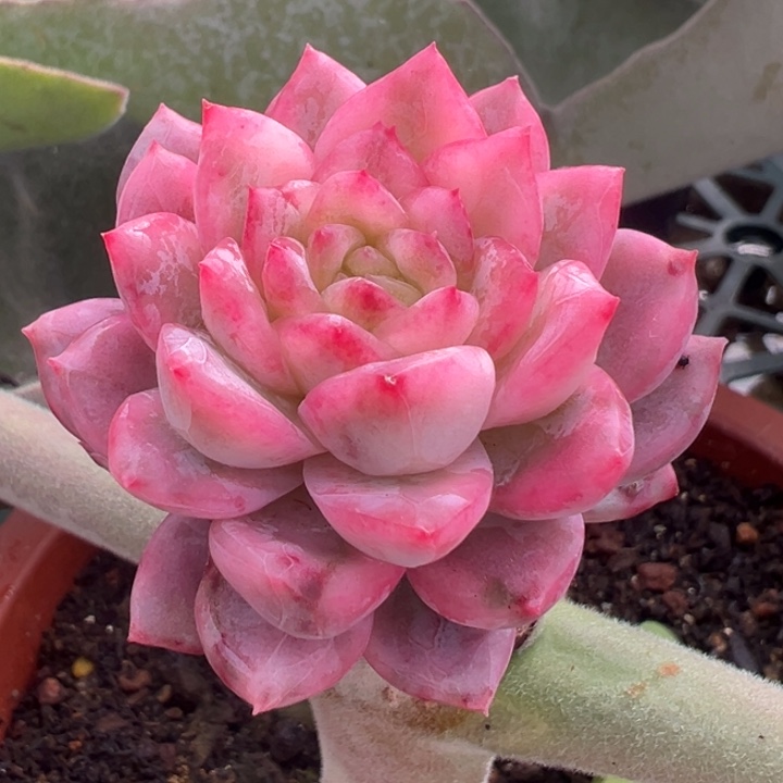 珍妮锦一物一拍锦龙