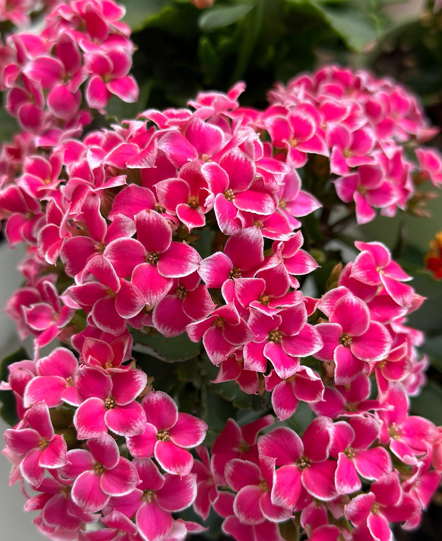 【粉岩丁】精品长寿花盆栽