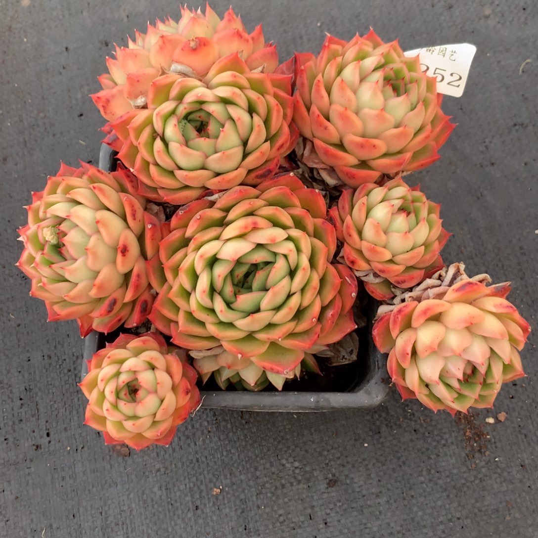 1252杂交精品基地20厘米