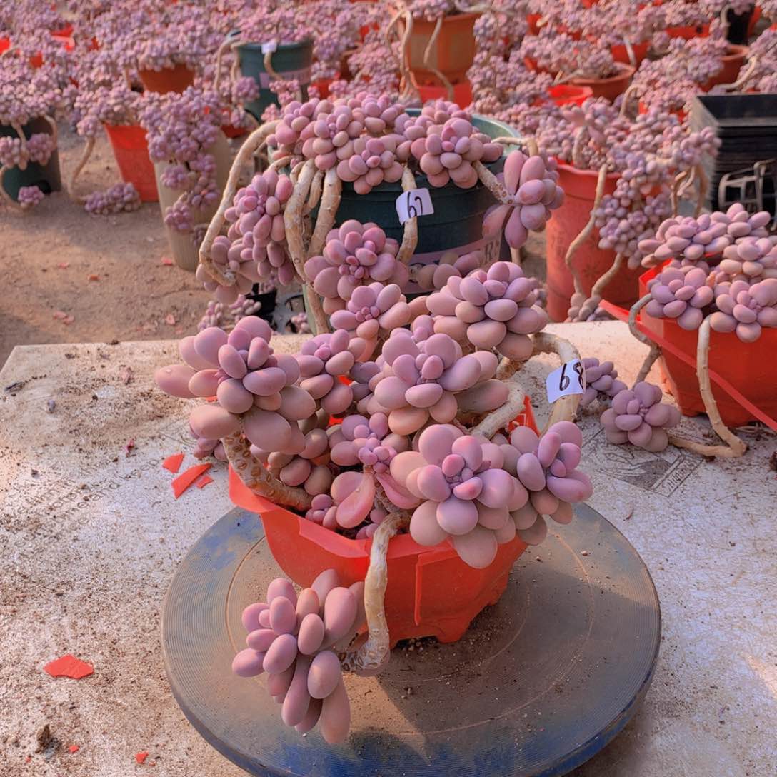 ?*?68一物一拍桃蛋有蹭头