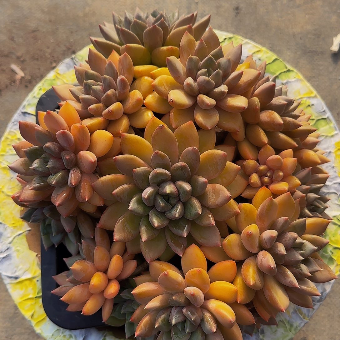 本***色阿德呃呃呃呃呃呃呃呃呃呃呃呃呃呃了呃呃
