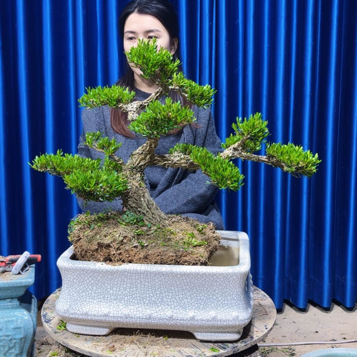 【闪购商品】广东雀舌黄杨盆景