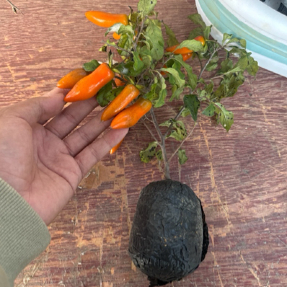 （一物一拍）老鸦柿盆景