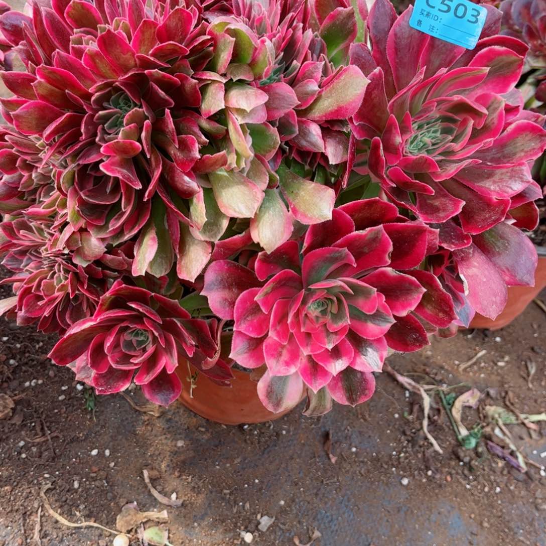 多肉植物503女郎