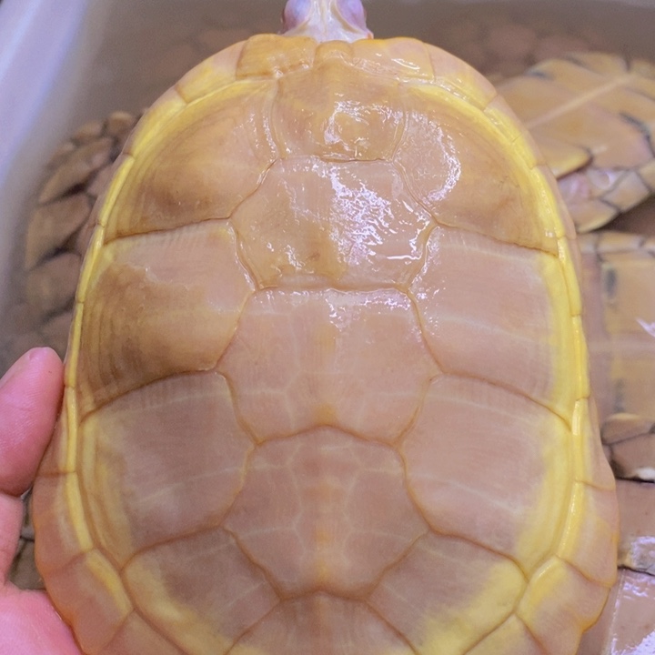 母绿毛龟白巴母一个