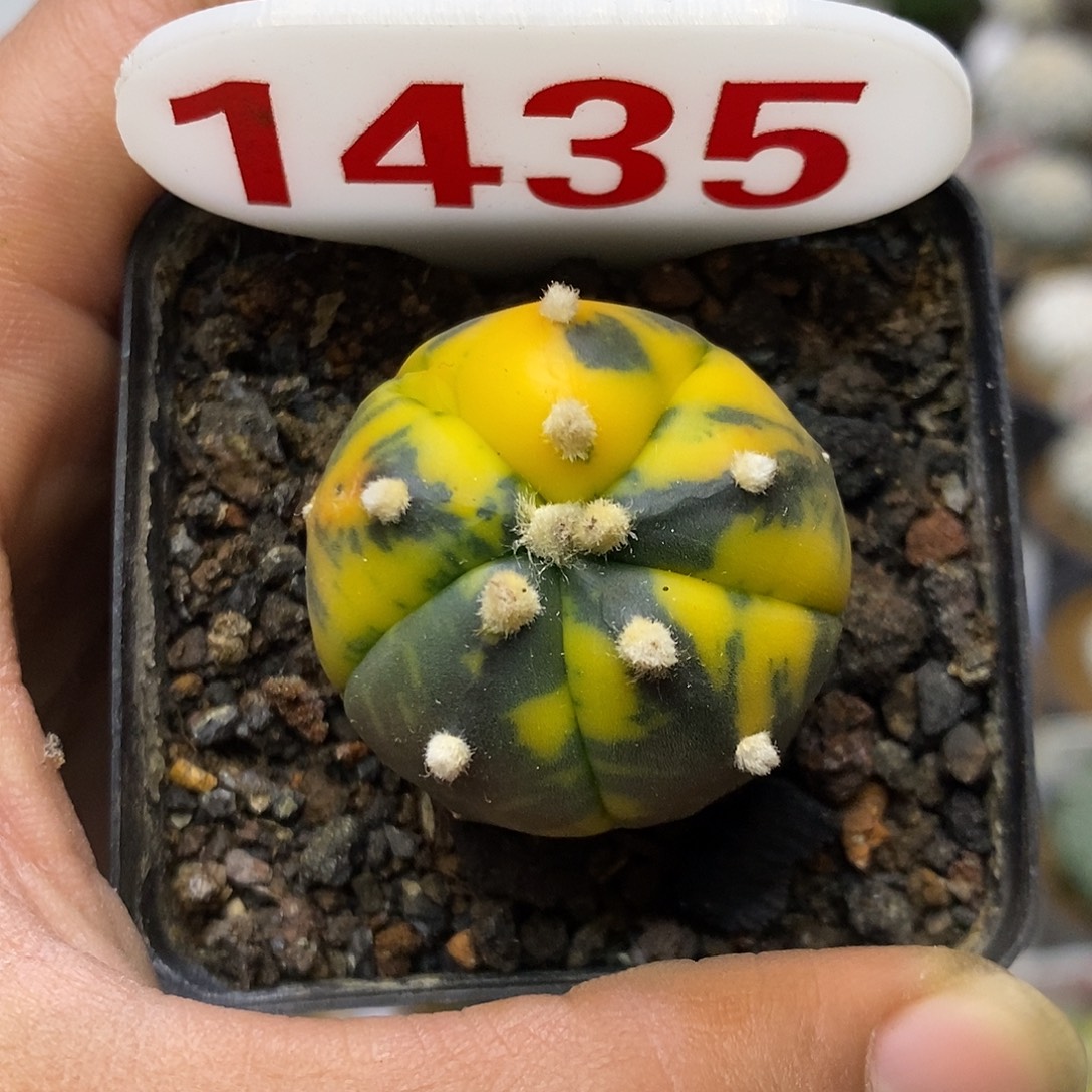 1435福利特价来了打五愣锦