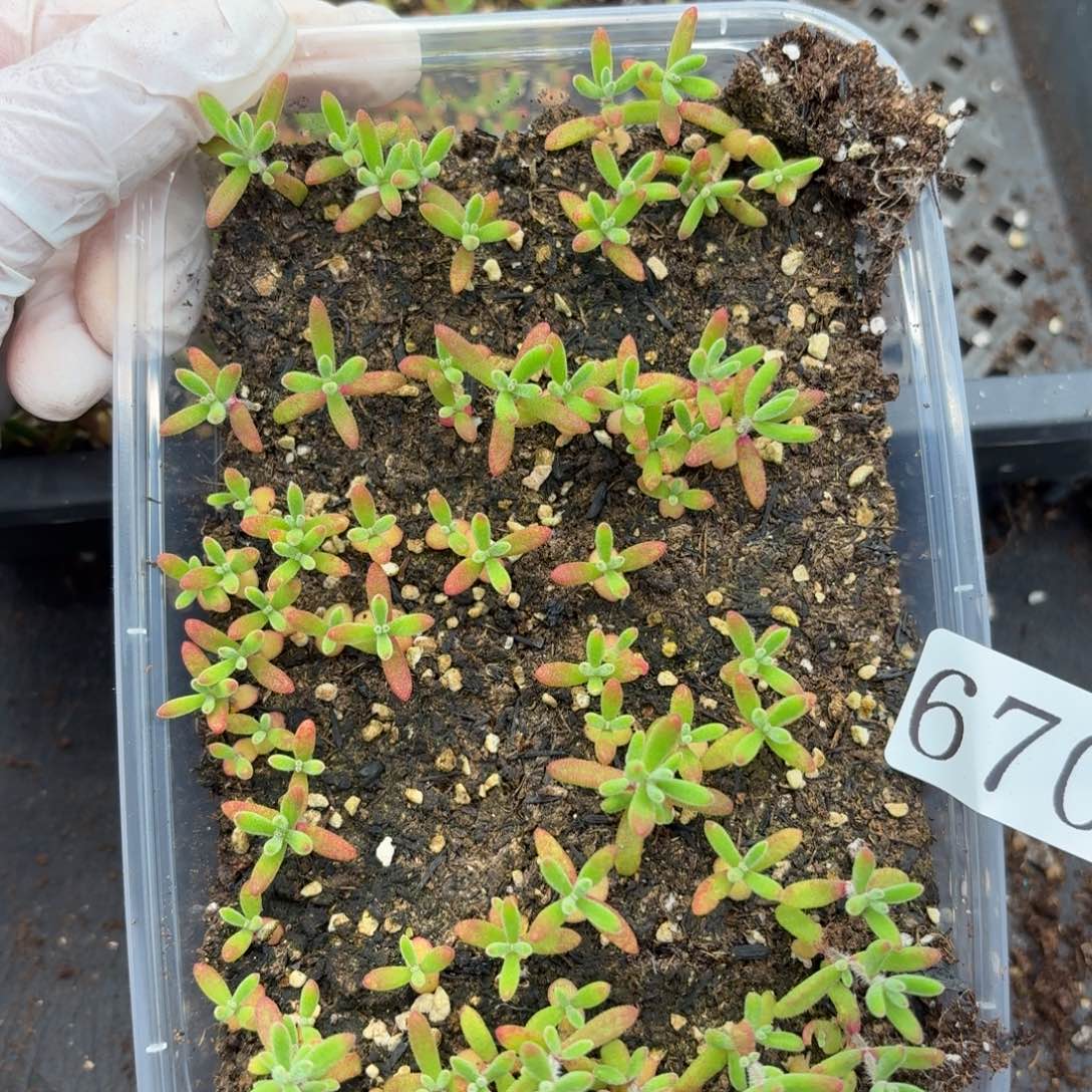 多肉植物多肉植物670